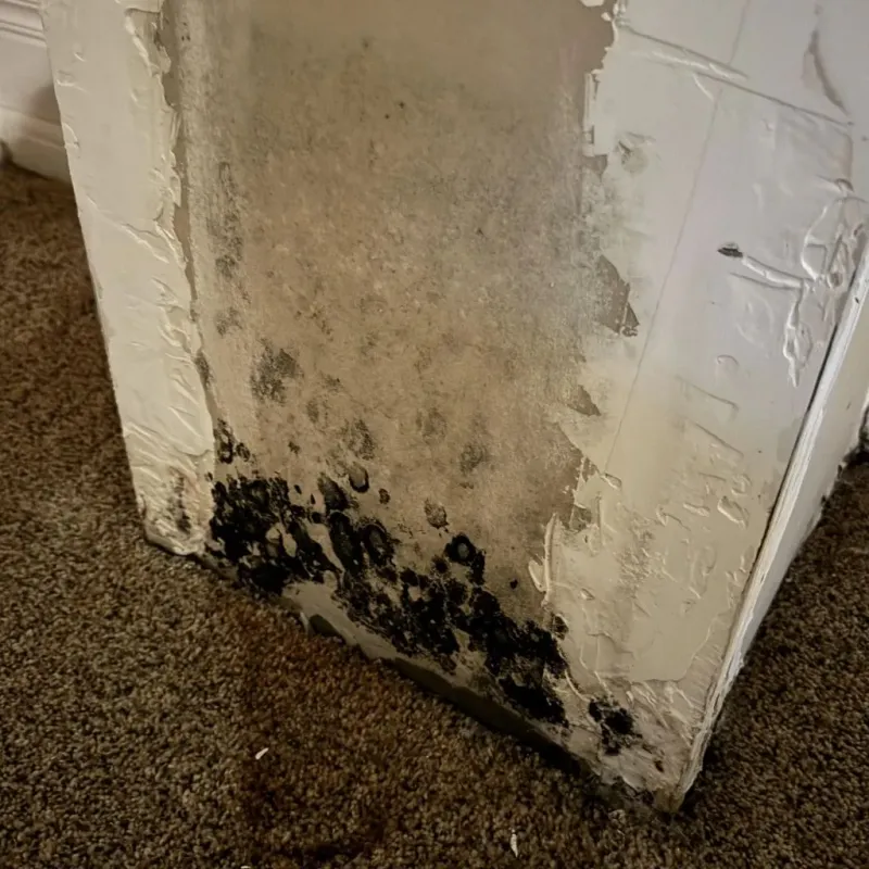 Professional Mold Removal in Stamford, TX